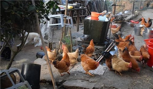 2022年農村家禽養殖禁令解除內容解讀，農民朋友需了解