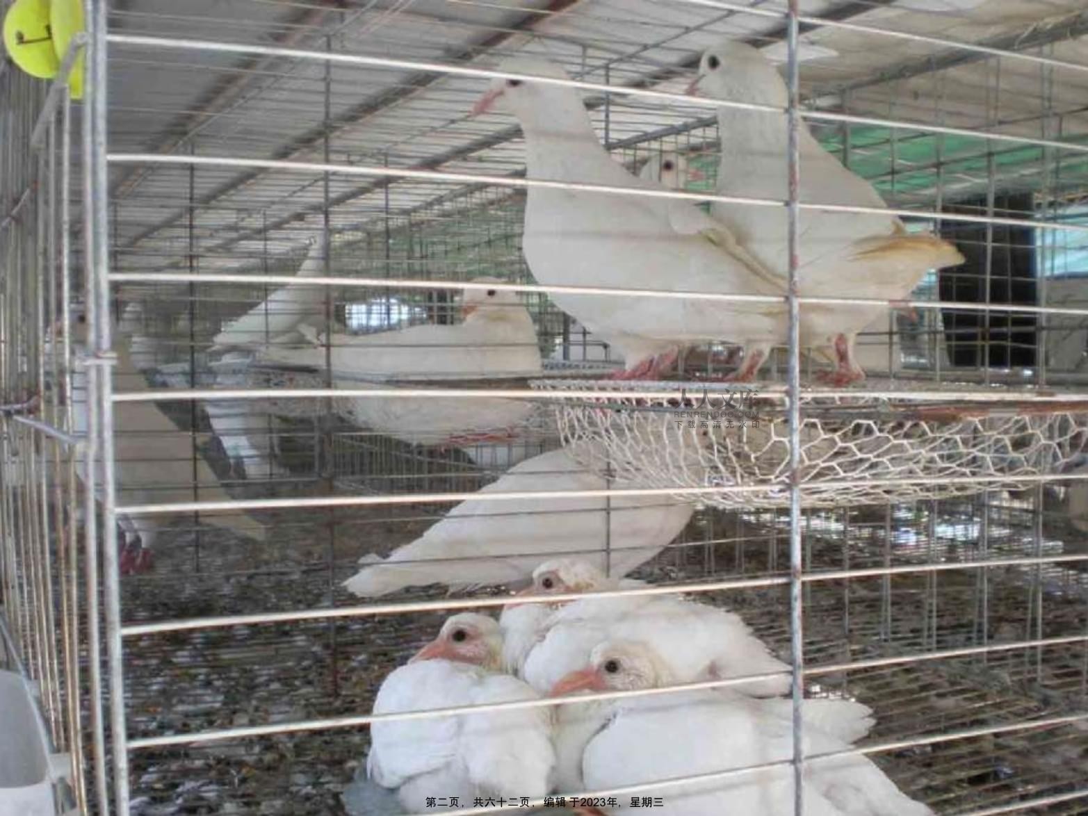 肉鴿鵪鶉雉雞飼養管理技術及光禽屠宰生產指南