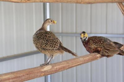 農(nóng)村特種養(yǎng)殖 三大利潤豐厚且易于飼養(yǎng)的項(xiàng)目解析