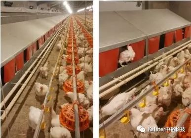 冬季蛋雞產(chǎn)蛋期飼養(yǎng)管理及中?？萍甲詣?dòng)/手動(dòng)產(chǎn)蛋箱的應(yīng)用