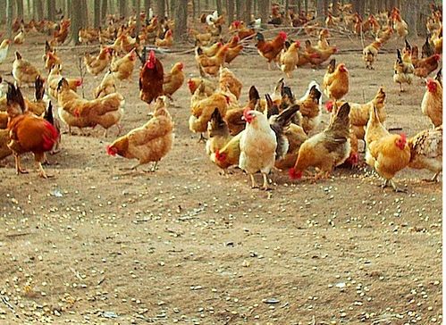 臺(tái)風(fēng)“天鴿”來襲，家禽養(yǎng)殖戶如何做好防災(zāi)減災(zāi)工作？