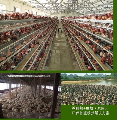 專業(yè)助農(nóng)家禽養(yǎng)殖服務(wù) 賦能農(nóng)戶，提升養(yǎng)殖效益