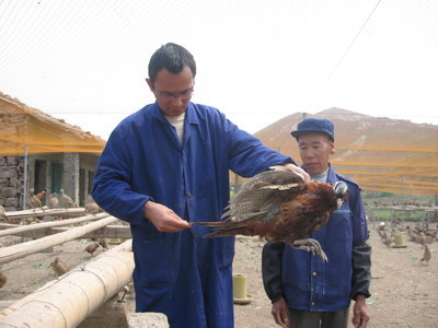 飛翔家禽養(yǎng)殖合作社 以專業(yè)養(yǎng)殖助力鄉(xiāng)村振興，打造三門特色農(nóng)業(yè)名片