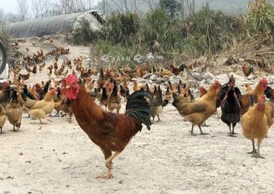 補(bǔ)助暖人心，家禽養(yǎng)殖戶轉(zhuǎn)憂為喜