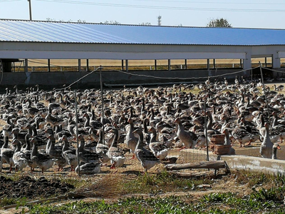 全國農業大摸底 從安徽法式鵝肝到光禽產業，透視中國農業的多元與融合
